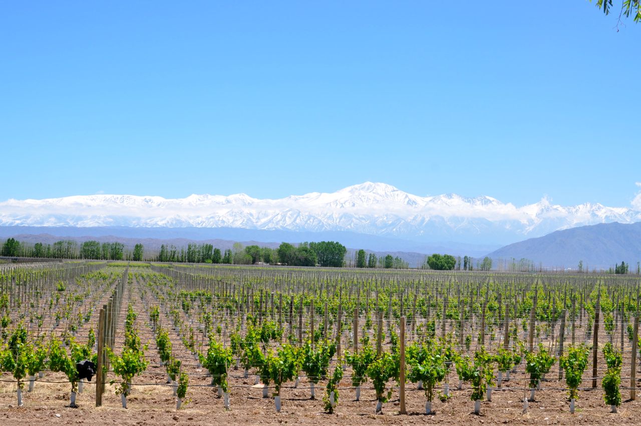 Mendoza vineyards