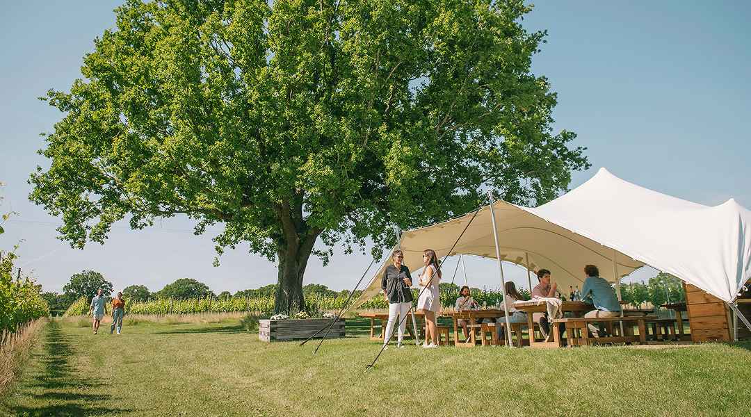 Discover why Gusbourne is in the world's Top 50 Vineyards to visit